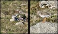 A (13) Arctic Tern Redshank